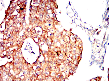HIF1A Antibody