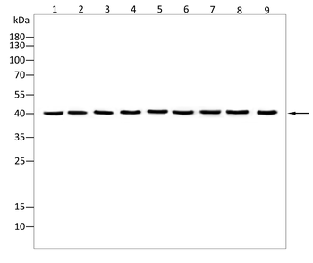 VEGFA Antibody