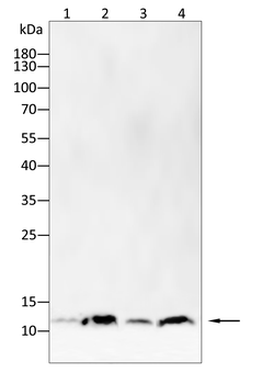 H4C1 Antibody