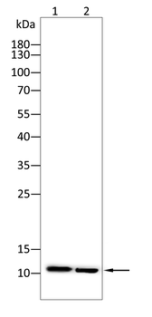 H4C1 Antibody