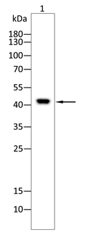 TXNIP Antibody
