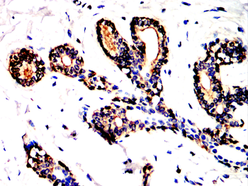 CANX Antibody