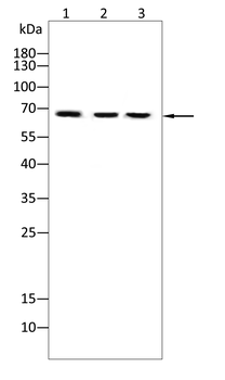AIFM1 Antibody