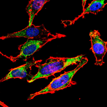 BCL2L1 Antibody