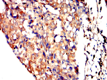 BCL2L1 Antibody