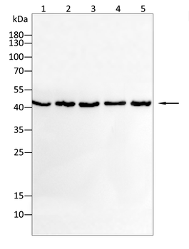 β-Actin Mouse Monoclonal Antibody
