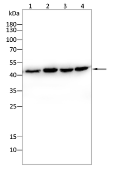 β-Actin Mouse Monoclonal Antibody