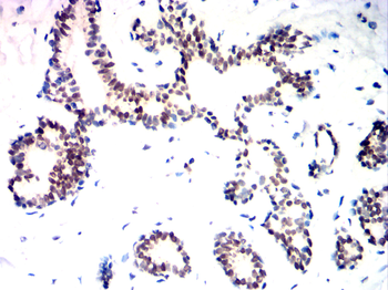KDM1A Antibody