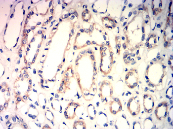 PAK2 Antibody