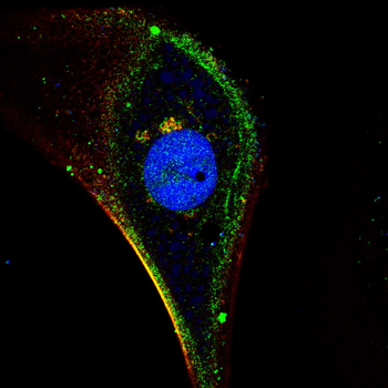 PHB Antibody