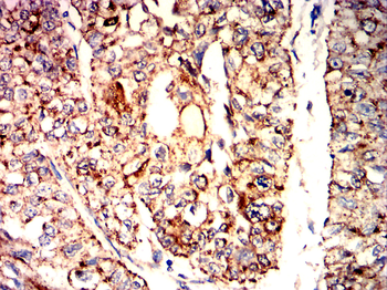 PHB Antibody