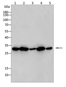 PHB Antibody