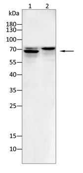 HSPA8 Antibody