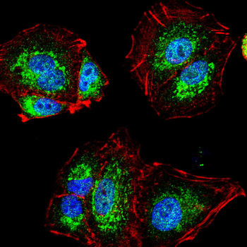 PRDX1 Antibody