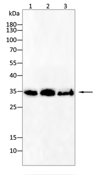 UBB Antibody