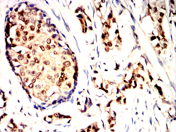 UBB Antibody