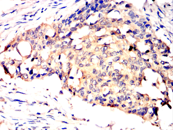 BBC3 Antibody