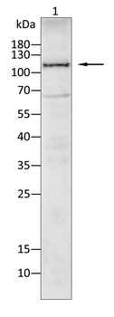 PTPRC Antibody