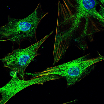 STMN1 Antibody