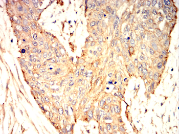 CAV1 Antibody
