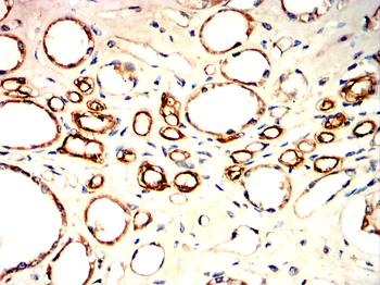 CAV1 Antibody