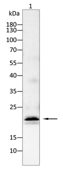 CAV1 Antibody