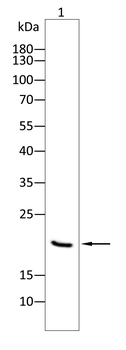 CAV1 Antibody