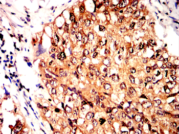 SIRT1 Antibody