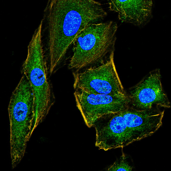 BDNF Antibody