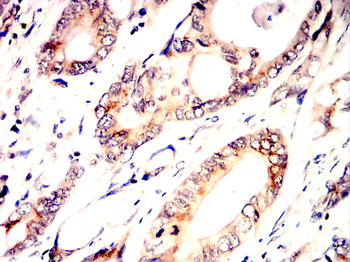 BDNF Antibody