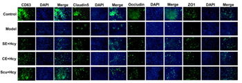 CD63 Antibody