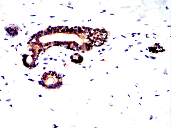 GRIN1 Antibody