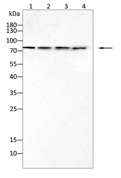 GRIN1 Antibody