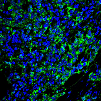 PPIB Antibody
