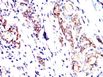 PPIB Antibody