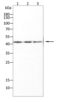 TARDBP Antibody