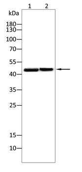 TARDBP Antibody