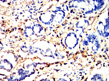 ANXA5 Antibody
