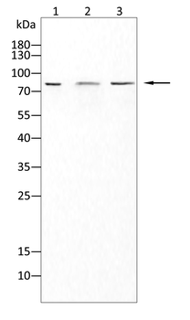 MME Antibody