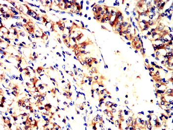 ANPEP Antibody
