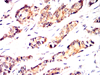 HNF4A Antibody