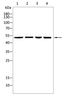 HNF4A Antibody