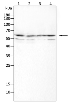 HNF4A Antibody