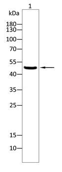 KRT17 Antibody