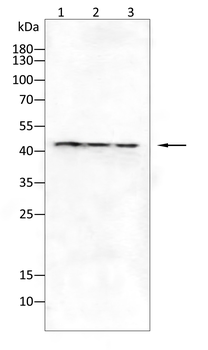 KRT20 Antibody
