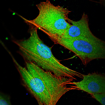 TIA1 Rabbit Polyclonal Antibody