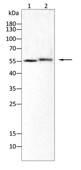 TIA1 Rabbit Polyclonal Antibody