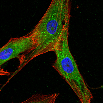 SPP1 Antibody