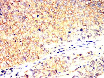 BCL2A1 Antibody