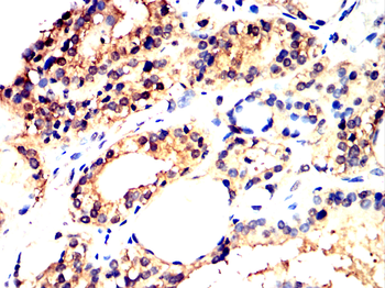BCL2A1 Antibody